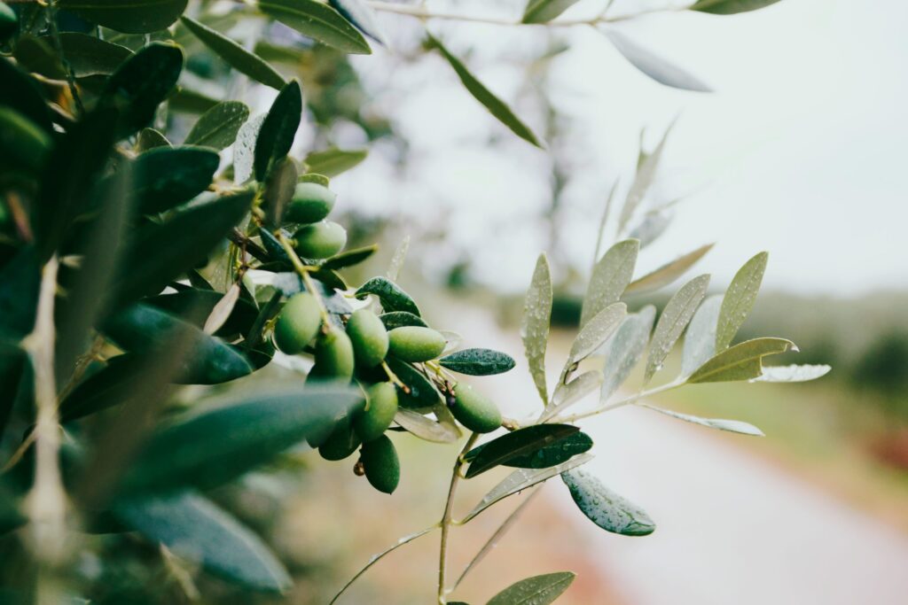 olives on a tree