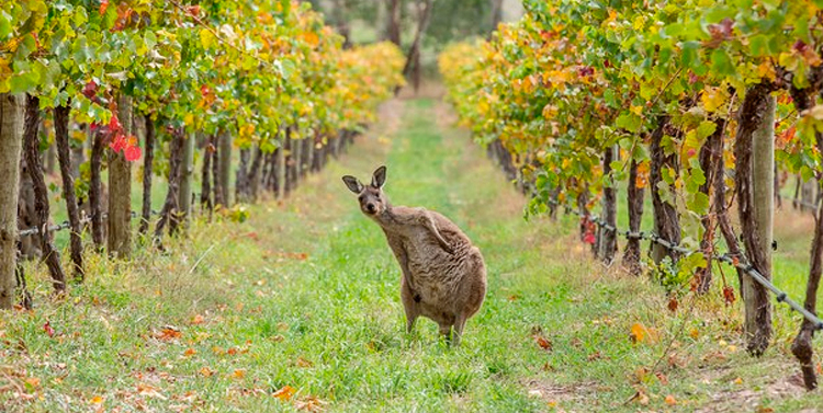 kangaroo in vineyard
